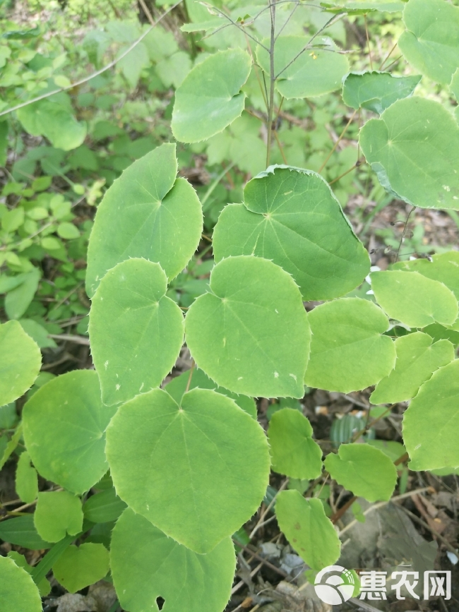 甘肃小叶淫羊藿心形叶淫羊藿(不是统货)