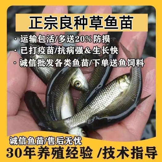 广州优质大草鱼苗活体淡水鱼养殖草皖鱼苗鲫鱼饲料四大家鱼草鱼苗