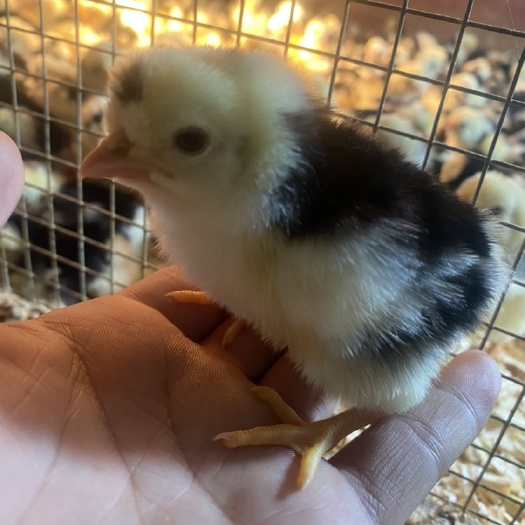 南宁贵妃鸡苗