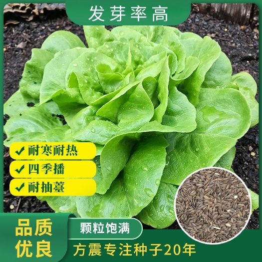 邵东市生菜种子奶油生菜种籽速生意大利生菜家庭阳台四季大田蔬菜种孑