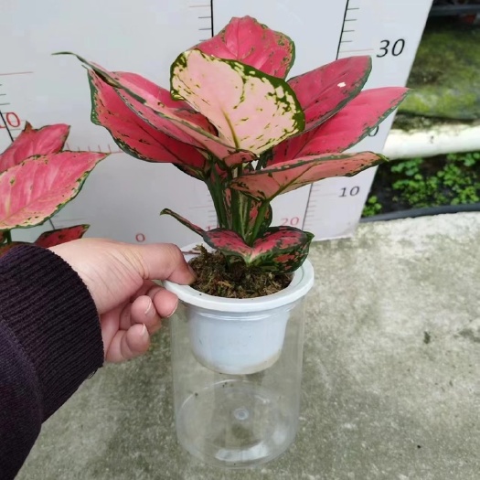广州水草水培红如意铂金钻