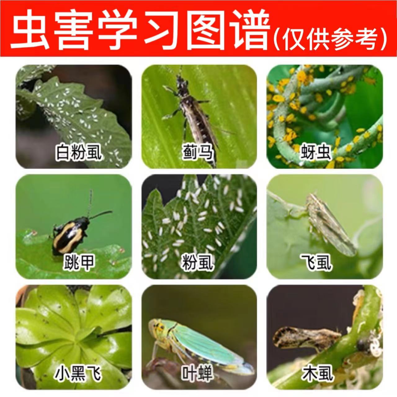 10%联苯噻虫嗪果树蔬菜花卉植物小虫白粉虱绿叶蝉蚜虫蓟马杀虫