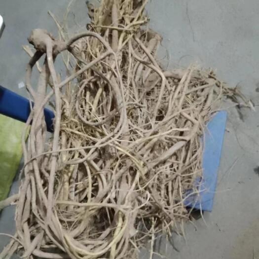 揭阳五指毛桃