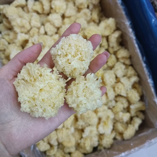 古田黄色仿椴木银耳,出胶快,胶质足各种规格支持定做