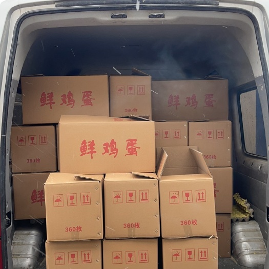 洛阳红白种蛋