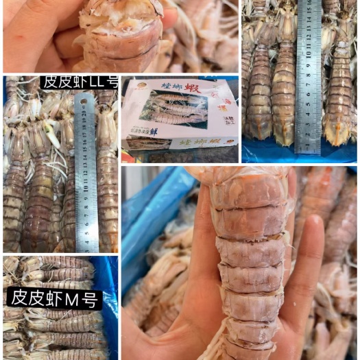 成都熟冻爬爬虾 冷冻虾蛄琵琶虾餐饮酒店自助批发虾蛄6斤濑皮虾