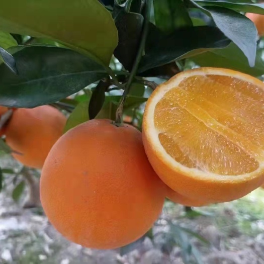 资阳长叶香橙苗
