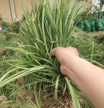 曹县品麦冬苗 全年有苗 基地直发 诚信合作
