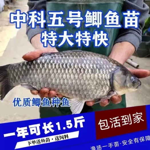 【产地直销、抗病力强、货到付款】中科五号/中科三号/湘云鲫