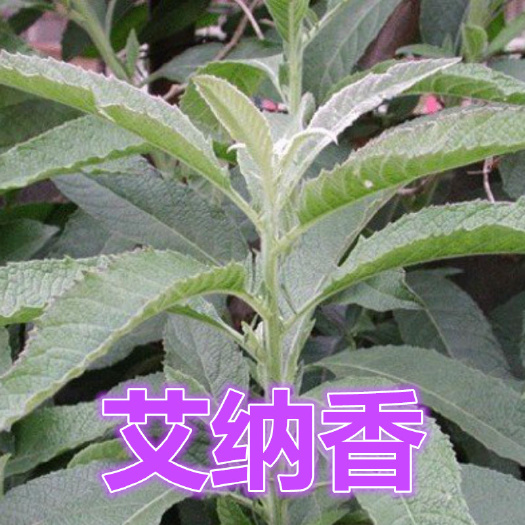 册亨县艾纳香冰片