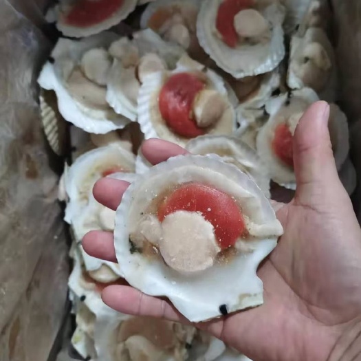 连云港半壳扇贝原汁原浆原装肥美款烧烤食材原装半壳扇贝夏夷贝