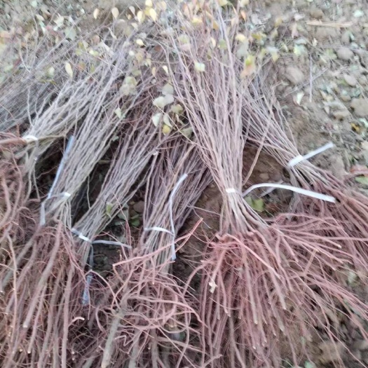 山杏苗 山杏 工程用苗，占地苗 绿化工程用苗