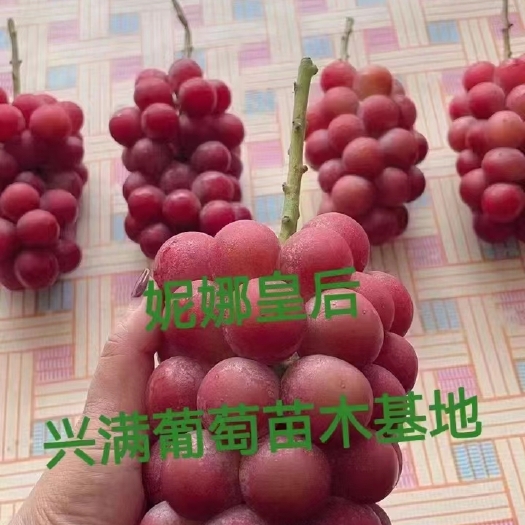 兴城市妮娜皇后