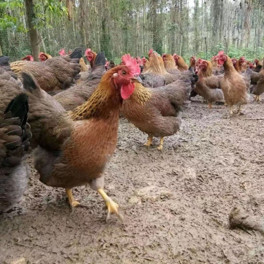 衡阳出售清远麻鸡苗母鸡苗土鸡苗散养量大优惠出厂打疫苗