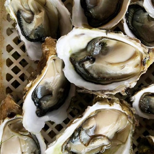 饶平县珍珠蚝 牡蛎 全壳中蚝 新鲜 烧烤酒楼 批发零售 产地直供