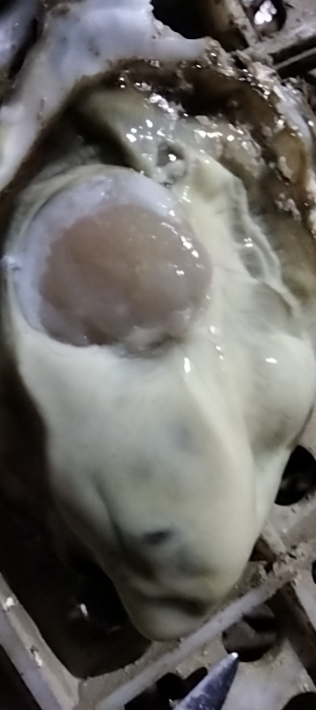 蚝