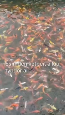 广州锦鲤鱼苗高端纯种活鱼淡水好养耐金鱼红白三色风水招财观赏鱼包活