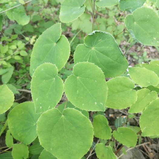 甘肃小叶淫羊藿心形叶淫羊藿(不是统货)