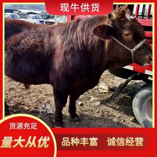 威宁县犁木赞小公牛