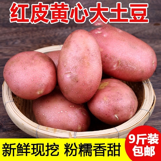 2023年云南高山马铃薯新鲜红皮黄心土豆1包邮农家洋芋