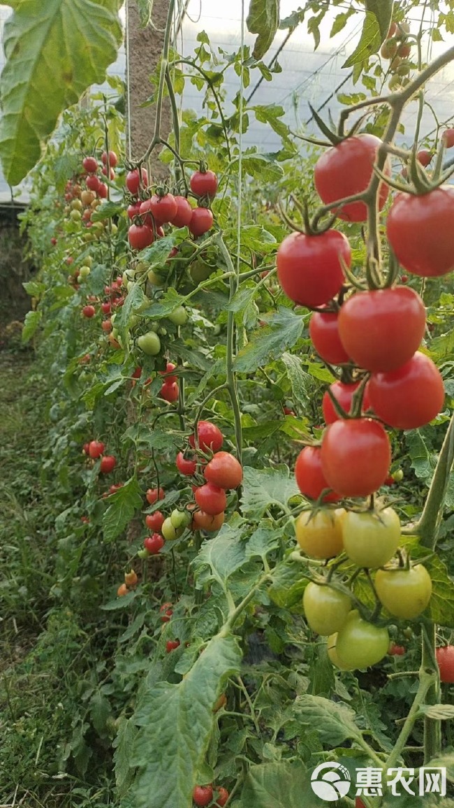 秋季新果大量上市千喜贝贝香妃圣女果货源充足可对接大型超市，