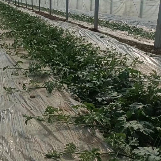 菏泽南王店8424西瓜