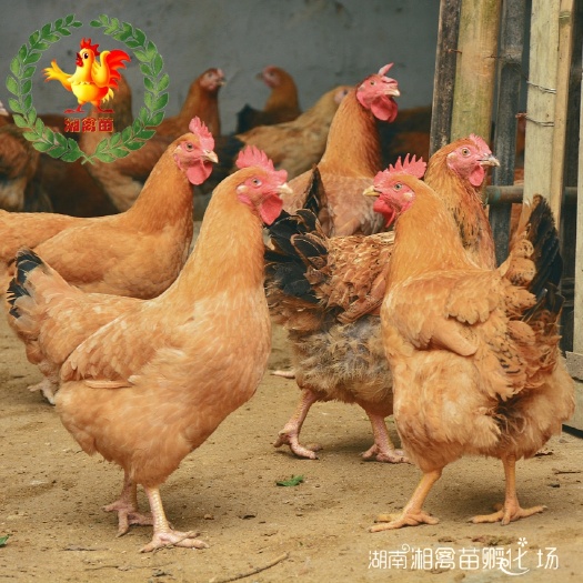 衡阳黄土鸡苗小种土鸡湘黄土鸡苗衡阳土鸡苗量大优惠