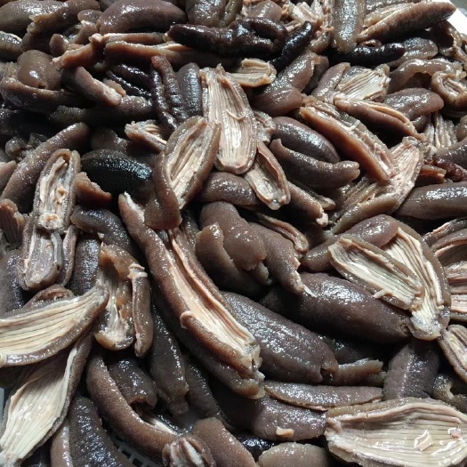 海茄子海参