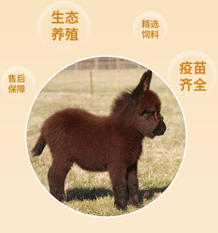 迷你小驴幼崽出售儿童乘骑小毛驴网红宠物驴景区观赏驴养殖技术