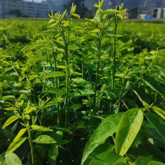 佛山益肝树仔菜