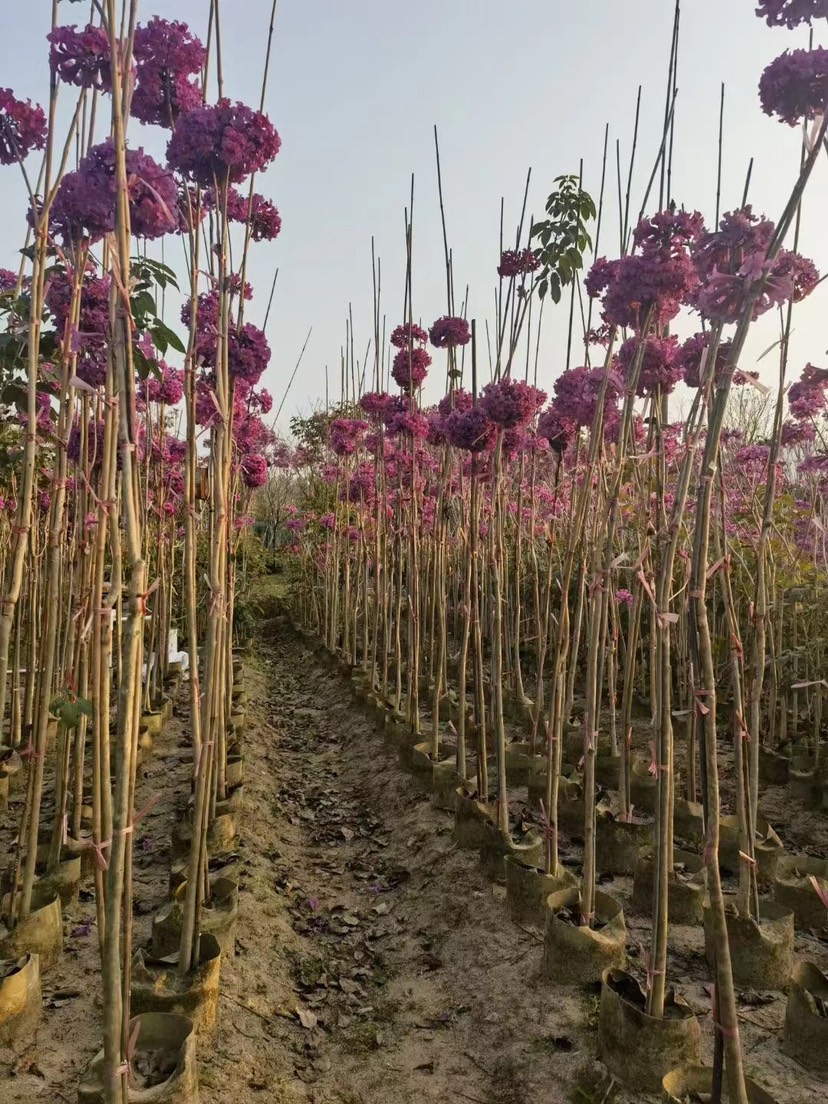 紫花风铃木1-2米高