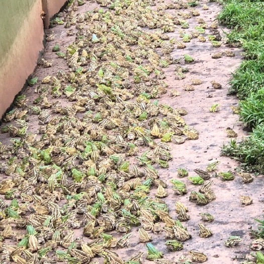 犍为县基地直供 青蛙苗 卵团   绿豆苗。商品蛙 包技术。来电咨询
