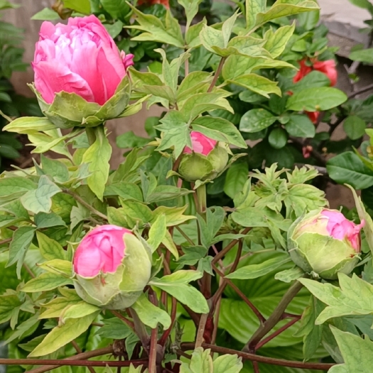 郯城县观赏牡丹花王