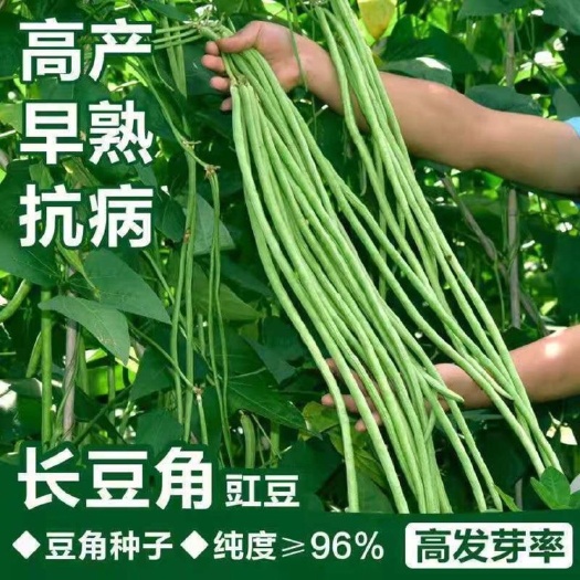 玉农早发豆角种子绿条豇豆翠绿色长豆角大棚露天基地蔬菜种子