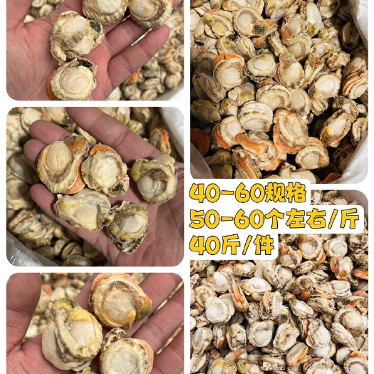 连云港40/60干冰扇贝肉扇贝肉质优价廉捞汁小海鲜食材麻辣扇贝肉