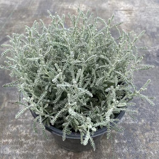 银香菊棉杉菊绵衫菊花镜绿化工程景观园林花园