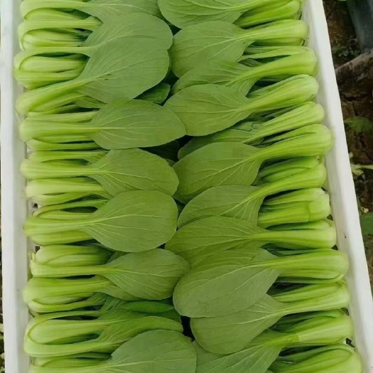 曹县上海青