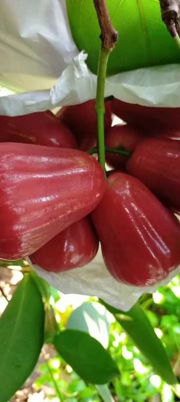 蜜蜂铃莲雾，黑金刚莲雾，黑糖芭比莲雾，基地直发，欢迎谈谈