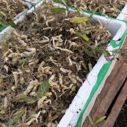 鸡头黄精，白芨，仓术  金银花