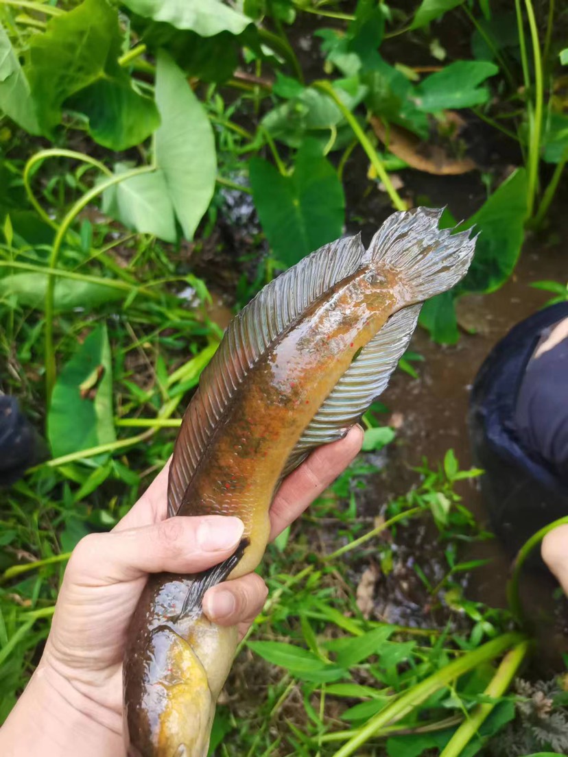 大量批发土黄鳝鱼山沟黄鳝农村黄鳝长鱼鳝鱼血鳝稻田鳝草丛大黄鳝