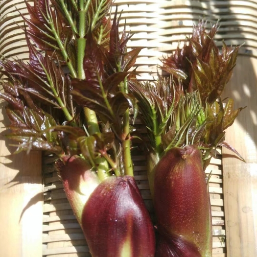 刺老芽、四川高山生态野菜、甄选原料、品质上乘老少皆宜口感脆嫩