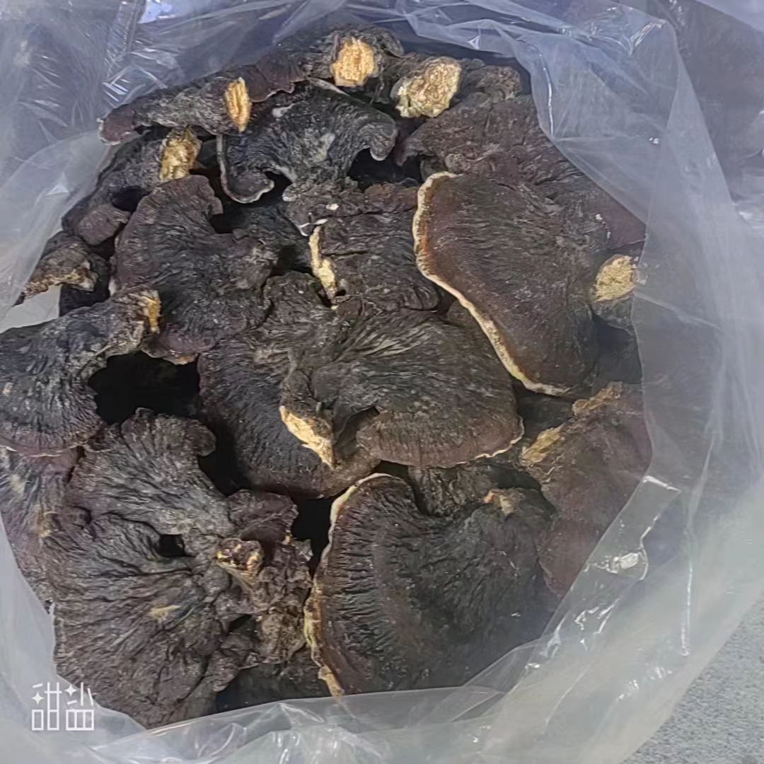 林下金边灵芝260/斤