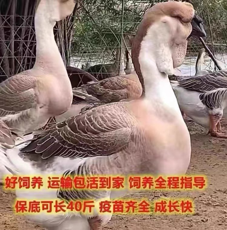 小鹅活苗纯种汕头狮头鹅活苗种蛋潮汕狮头鹅特大种纯种狮子头活体