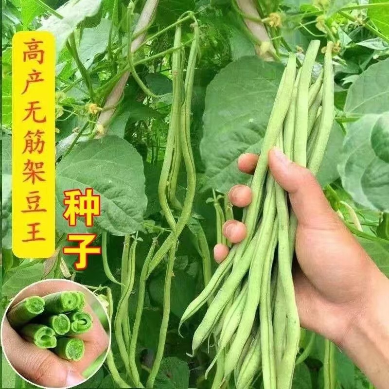 泰国无筋豆种子