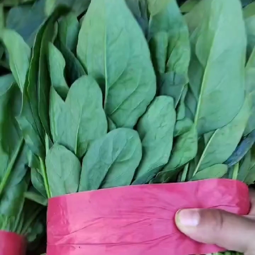 邯郸菠菜