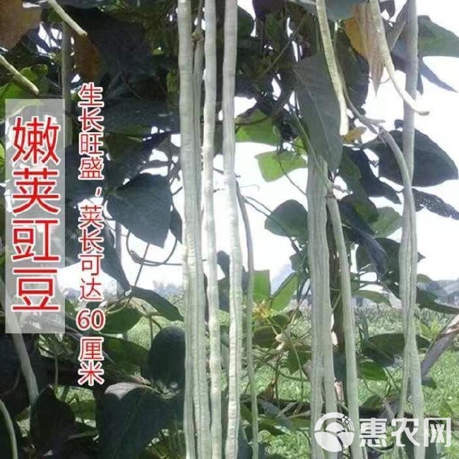 白豇豆种子 三尺白玉 大白条豇豆 春夏秋季 爬藤农家丰产蔬菜