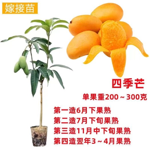 灵山县广西芒果树苗特大金煌贵妃芒四季蜜嫁接带土带叶种植可当年结果