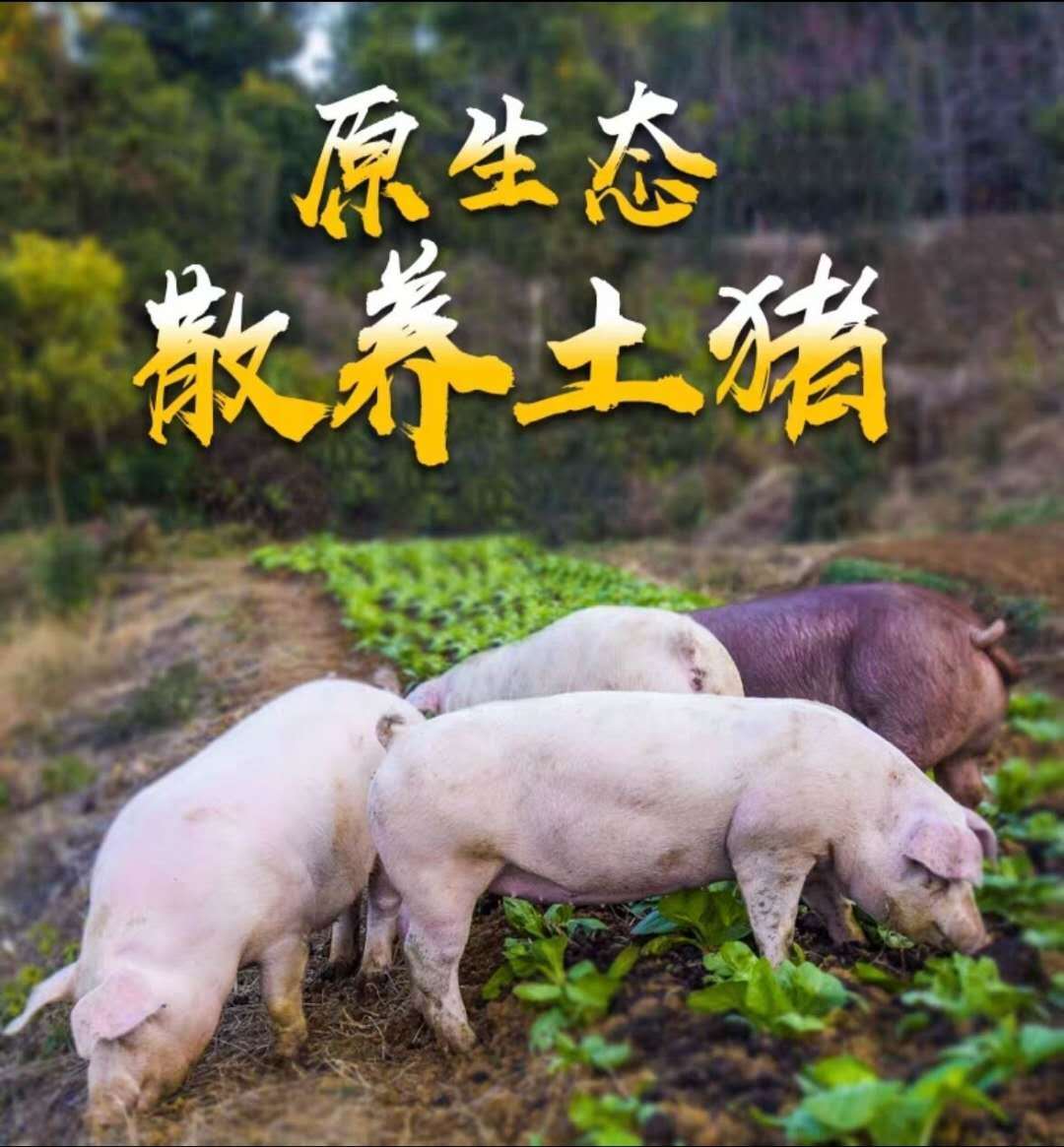 新鮮豬脆骨肉活殺豬軟骨絲豬肉豬排骨生豬肉涮肉烤肉燒烤火鍋食材