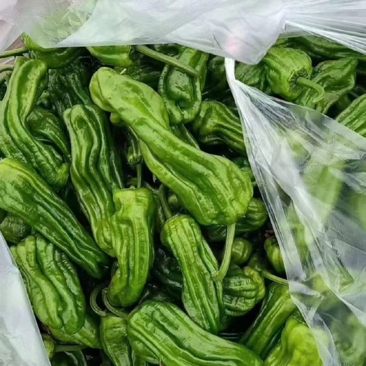 淮安薄皮椒