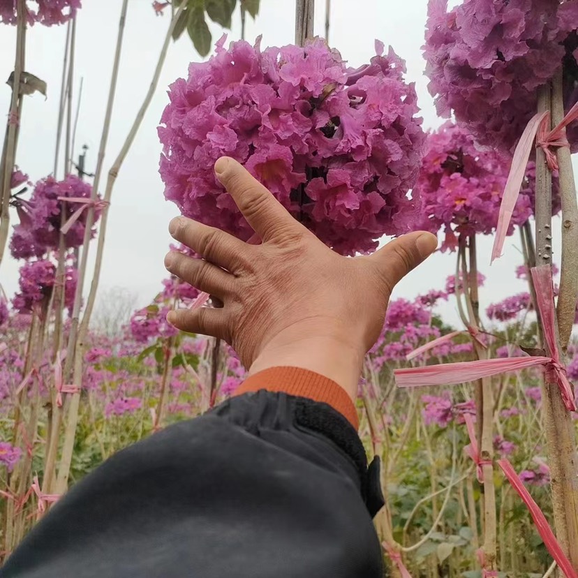 紫花风铃木1-2米高